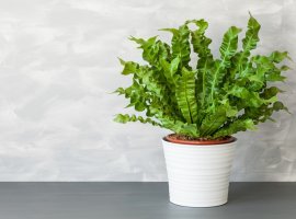 Bird’s Nest Fern - Asplenium nidus