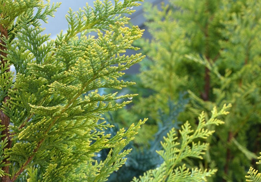 Lawson’s Cypress - Chamaecyparis lawsoniana 'Ellwoodii'	 