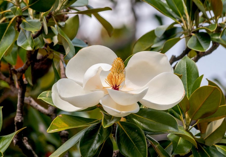 Southern Magnolia -  Magnolia grandiflora 