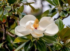 Southern Magnolia -  Magnolia grandiflora 