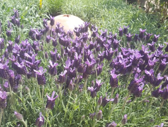 Flower bed with aromatic herbs in Umag
