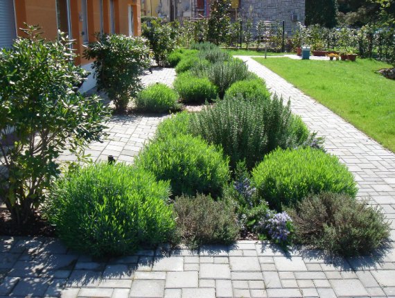 Flower bed with aromatic herbs in Umag
