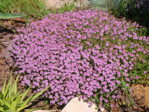 Rock garden in Gradinje