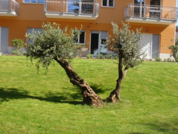 Ancient olive tree in a garden in Umag