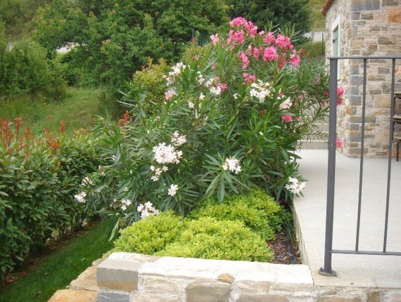 Garden in Momjan – blooming oleanders