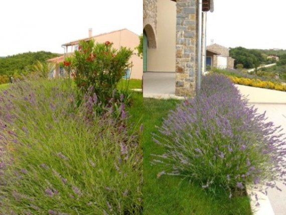 Gardens of Istrian villas in Baredine