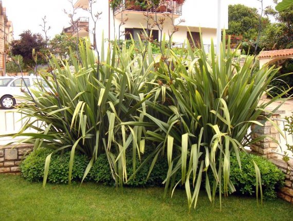 Garden in Novigrad – Phormium tenax (New Zealand flax)