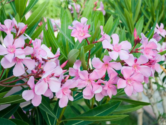 Garden in Momjan – blooming oleanders