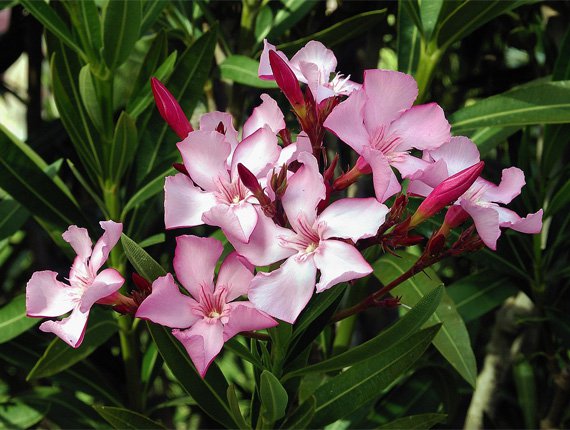 Garden in Momjan – blooming oleanders